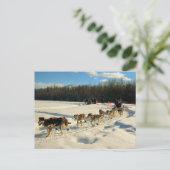 Iditarod Trail Schlittenhunde Postkarte (Stehend Vorderseite)