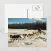 Iditarod Trail Schlittenhunde Postkarte (Vorne/Hinten)