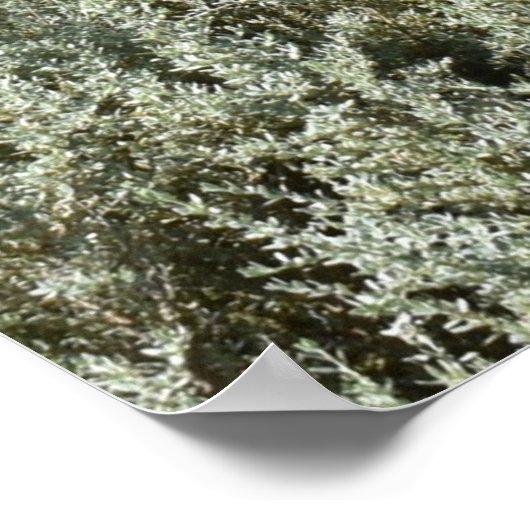 Idyllischer Tag in Canberra Poster (Ecke)