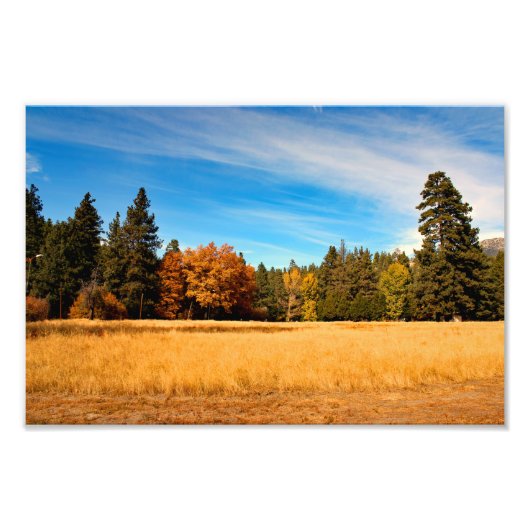 Idyllwild - Kiefernwald Fotodruck (Vorne)