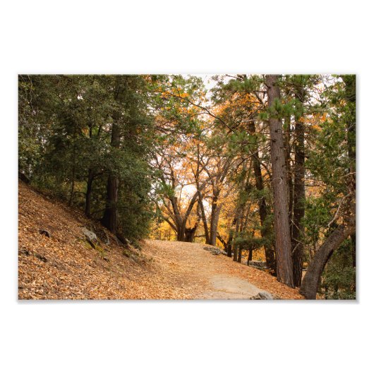 Idyllwild - Kiefernwald Fotodruck (Vorne)