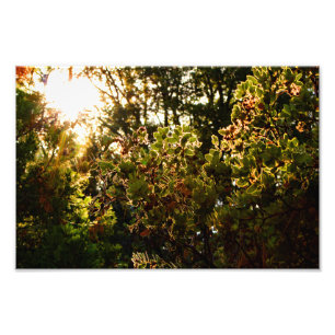 Idyllwild - Kiefernwald Fotodruck