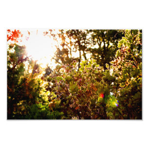 Idyllwild - Kiefernwald Fotodruck