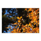 Idyllwild - Kiefernwald Fotodruck (Vorne)