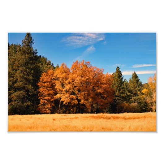 Idyllwild - Kiefernwald Fotodruck (Vorne)