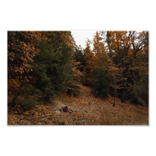 Idyllwild - Kiefernwald Fotodruck