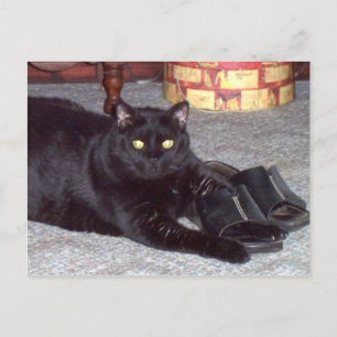 "If the Shoot Fits" Cat Postcard Postkarte