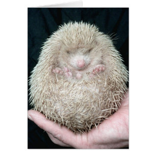 Igel