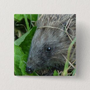Igel #1 button