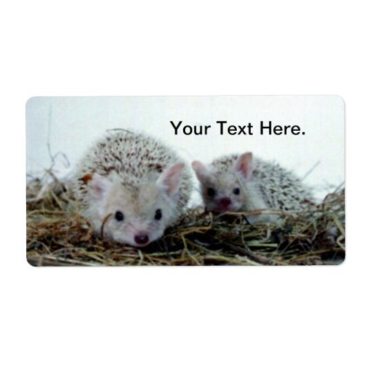 Igel als Haustiere (Vorne)