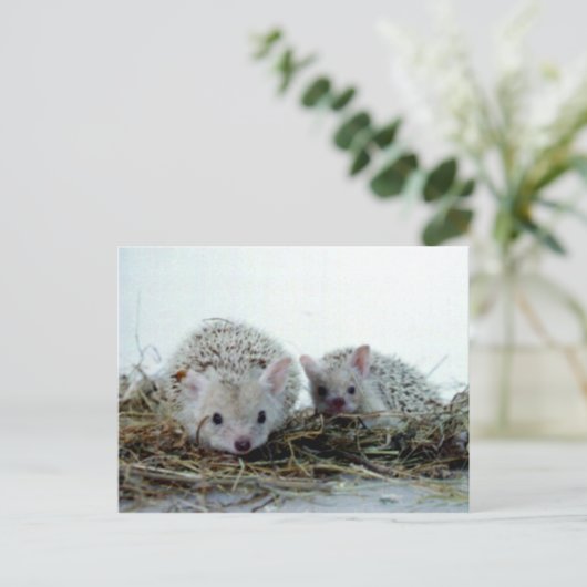 Igel als Haustiere Postkarte (Stehend Vorderseite)