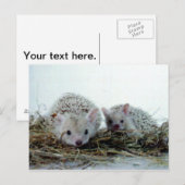 Igel als Haustiere Postkarte (Vorne/Hinten)