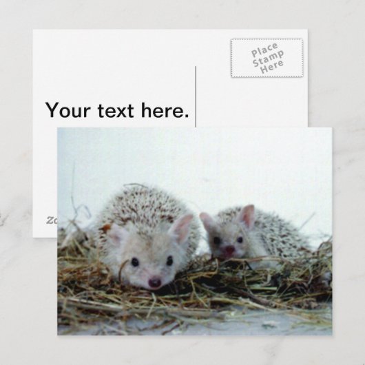 Igel als Haustiere Postkarte (Vorne/Hinten)