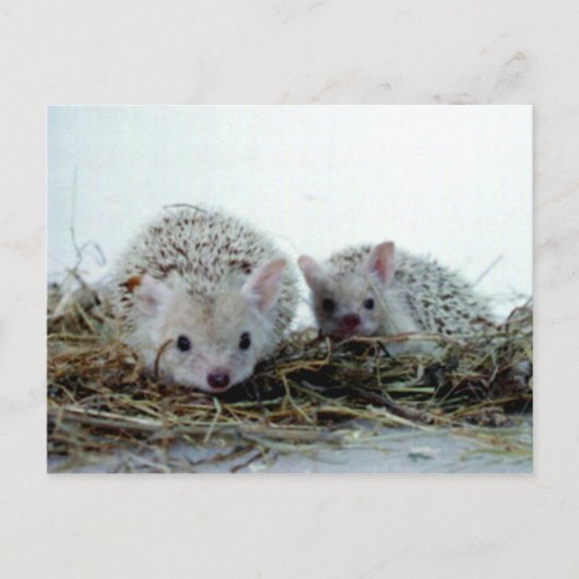 Igel als Haustiere Postkarte (Vorderseite)