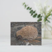 Igel auf kleinen schwarzen Felsen Postkarte (Stehend Vorderseite)