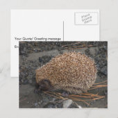 Igel auf kleinen schwarzen Felsen Postkarte (Vorne/Hinten)