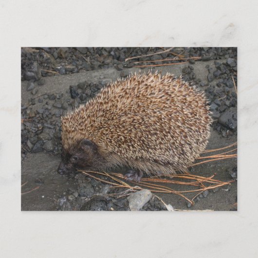Igel auf kleinen schwarzen Felsen Postkarte (Vorderseite)