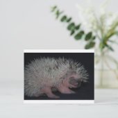 Igel Baby Postkarte (Stehend Vorderseite)