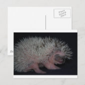 Igel Baby Postkarte (Vorne/Hinten)