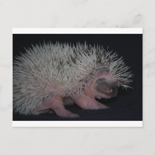 Igel Baby Postkarte (Vorderseite)