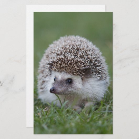 Igel Briefpapier (Vorne/Hinten)