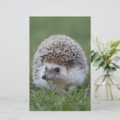 Igel Briefpapier (Stehend Vorderseite)