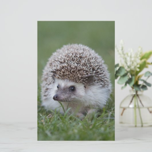 Igel Briefpapier (Stehend Vorderseite)