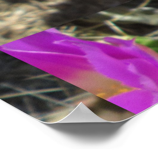 Igel Cactus Blume Poster (Ecke)