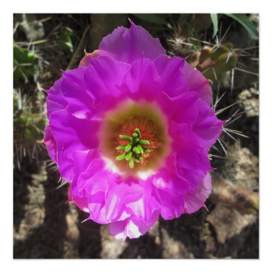 Igel Cactus Blume Poster (Vorderseite)