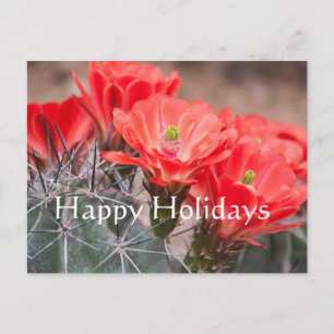 Igel Cactus, Happy Holidays Feiertagspostkarte