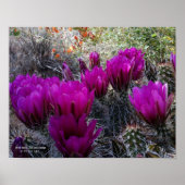 Igel Cactus Magenta Blume Arizona Südwesten Poster (Vorne)
