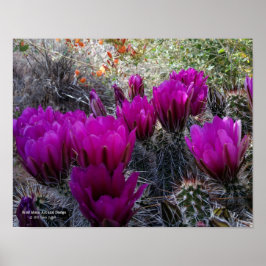 Igel Cactus Magenta Blume Arizona Südwesten Poster
