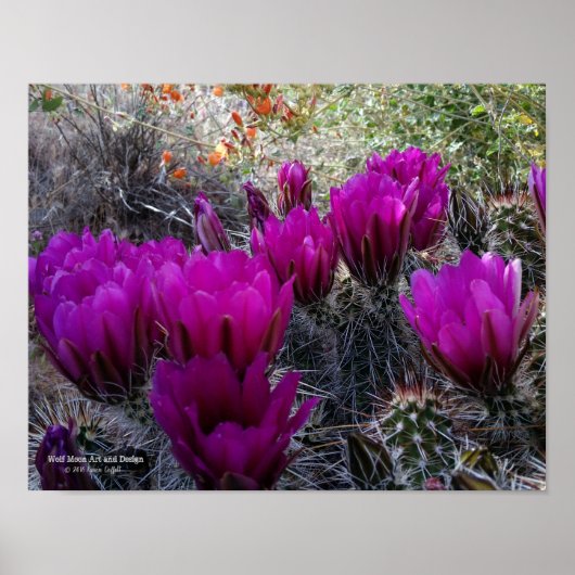 Igel Cactus Magenta Blume Arizona Südwesten Poster (Vorne)