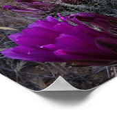 Igel Cactus Magenta Blume Arizona Südwesten Poster (Ecke)
