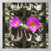 Igel Cactus Poster (Vorne)