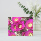 Igel CactusGlobe, Arizona Postkarte (Stehend Vorderseite)