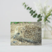 Igel Care Postkarte (Stehend Vorderseite)