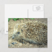 Igel Care Postkarte (Vorne/Hinten)