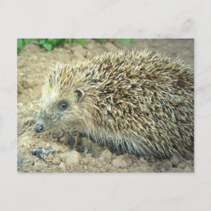 Igel Care Postkarte