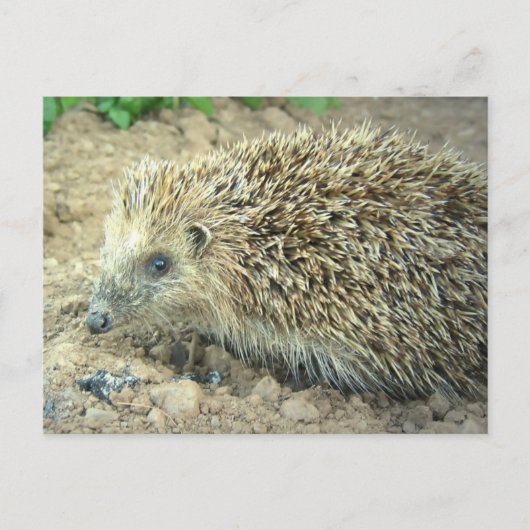 Igel Care Postkarte (Vorderseite)
