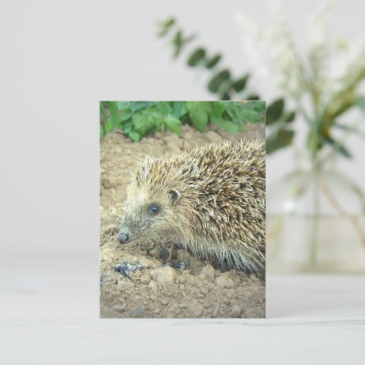 Igel Care Postkarten (Stehend Vorderseite)