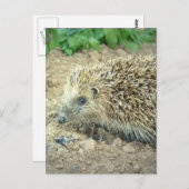 Igel Care Postkarten (Vorne/Hinten)