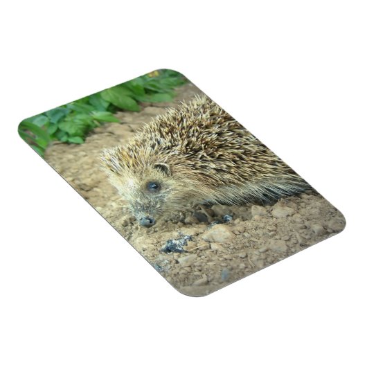 Igel Care Premium Magnet (Rechte Seite)