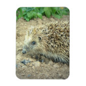 Igel Care Premium Magnet (Vertikal)