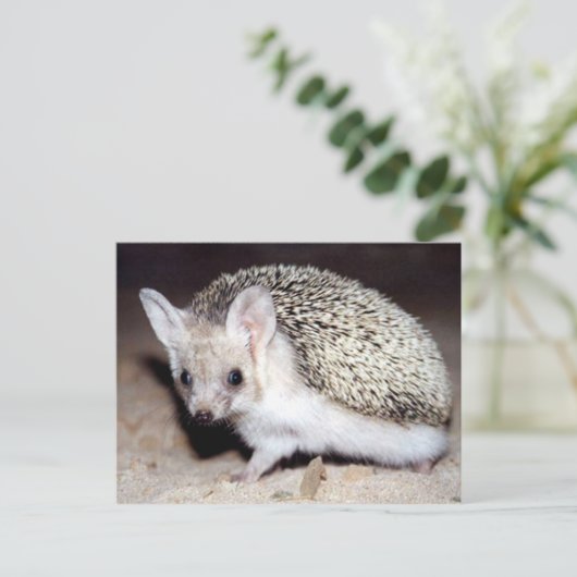 Igel - Das spiny Säugetier Postkarte (Stehend Vorderseite)
