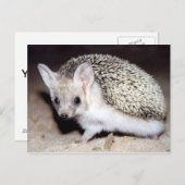 Igel - Das spiny Säugetier Postkarte (Vorne/Hinten)