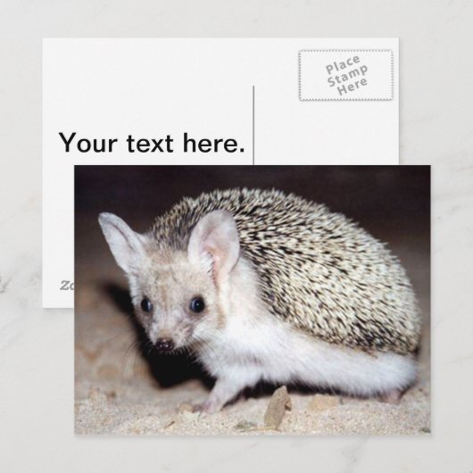 Igel - Das spiny Säugetier Postkarte (Vorne/Hinten)