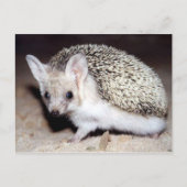 Igel - Das spiny Säugetier Postkarte (Vorderseite)