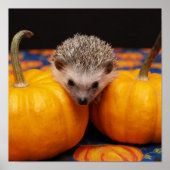 Igel Halloween Poster (Vorne)