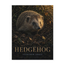 Igel Heckenränder Wildtiere TIER
